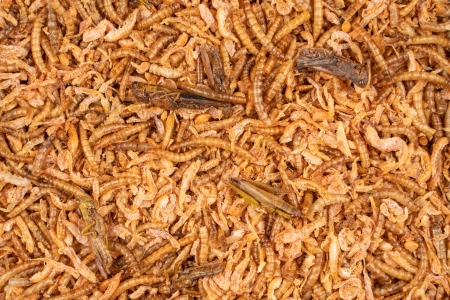 CHIX Insektenmix 180g getrocknet